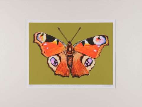 Thomas Gatzemeier | Peacock Butterfly | mittel