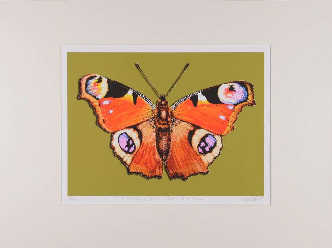 Thomas Gatzemeier | Peacock Butterfly | mittel