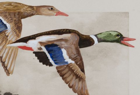 Schloss Bentheim Ausschnitt 3