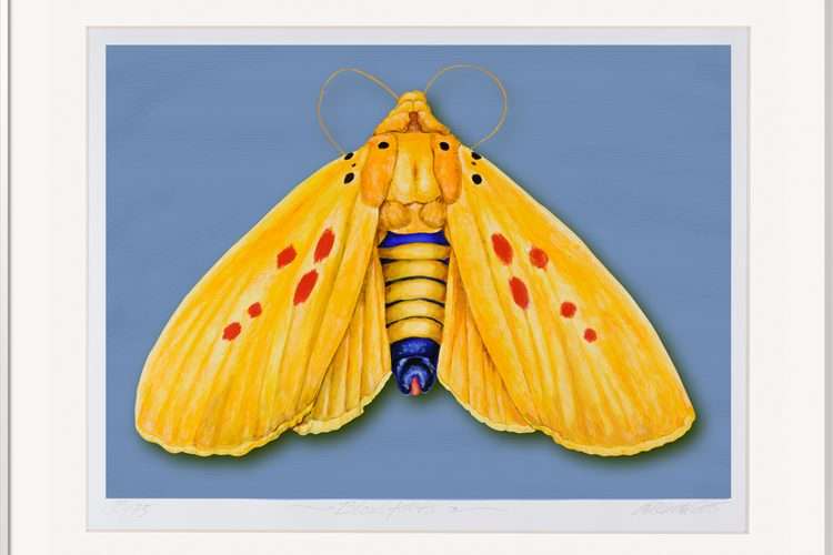 Blondfalter – gelber Nachtfalter als signierte Grafik von Thomas Gatzemeier auf ruhiger blauer Farbfläche
