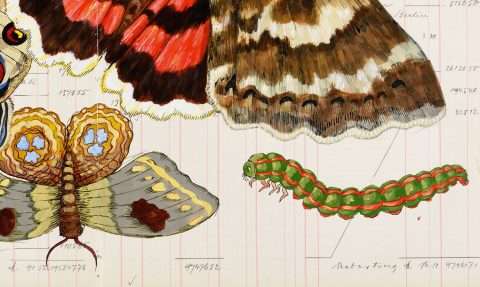 Die Grafik von Thomas Gatzemeier Pelz und andere Flügler ist detailreich gezeichnet und zeigt Schmetterlinge in opulenten Farben.