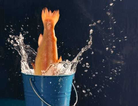 Fisch der in einen Eimer springt