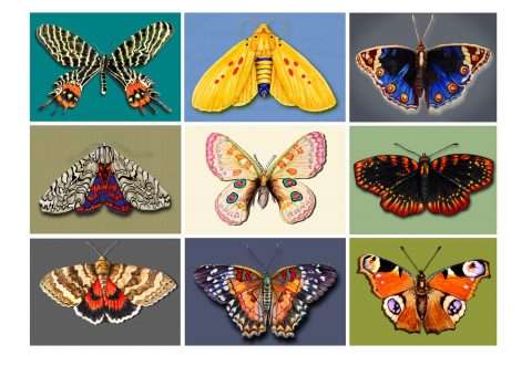 Postkarten 9 Schmetterlinge