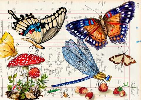 Blauflügellibelle Postkarten von Thomas Gatzemeier mit Schmetterlingen, einer Libelle und Fliegenpilzen