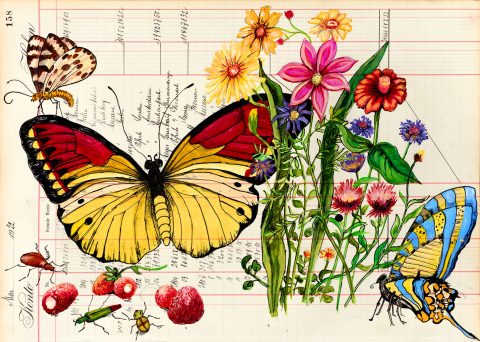 Frühling Sommer Schmetterlinge Früchte Postkarten Blütenwunder und mehr