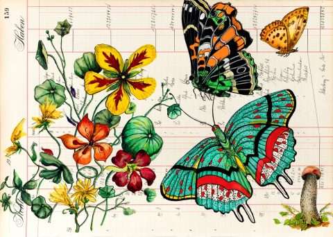 Herbstpostkarte mit Falter und Pilz