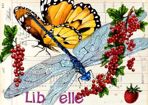 Postkarten mit Libellen und Früchten im Standardformat