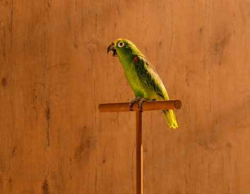 Das Detail der Fotografie des Künstlers Horst Kistner mit dem Titel Affinity zeigt den Papagei in Nahaufnahme.