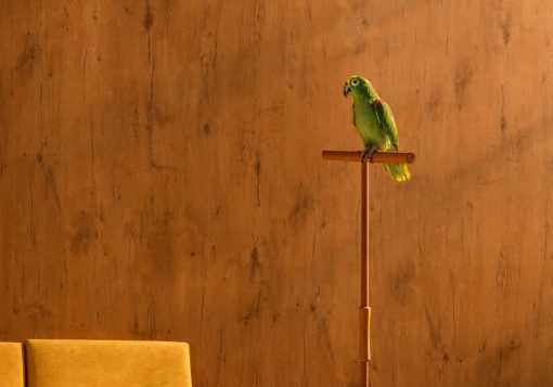 Horst Kistner Tropicana Circus Detail-2 der Fotografie zeigt den Papagei, wie er auf einer Stange sitzt. Er ist kein Statist, sondern die "Hauptperson" um die sich alles dreht.