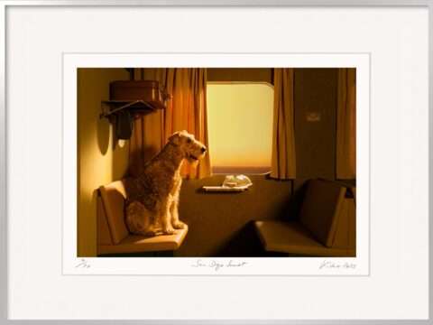 Die Fotografie von Horst Kistner San Diego Sunset zeigt einen Hund am Fenster eines Zugabteils - oder einer Färe. Er sitzt auf der gepolsterten Bak wie ein Passagier