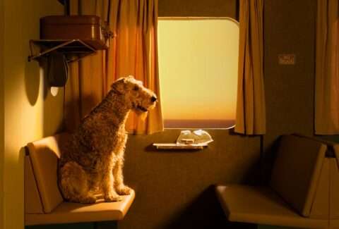 Horst Kistner San Diego Sunset Fotografie ist ein weiterer Beweis seines Könnens als Tier und Hundefotograf. Der Hund sitzt wie ein Mensch auf einer Bank. Der Betrachter kann sofort eine Beziehung zu diesem Tier aufbauen.