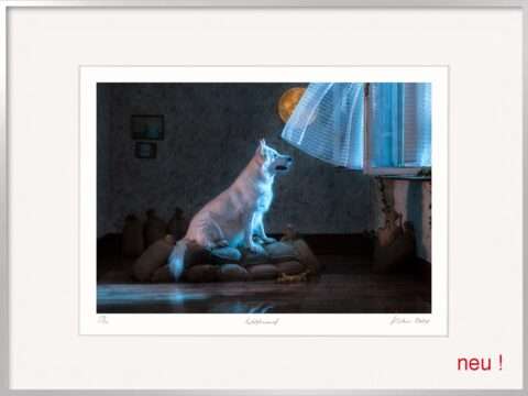 Horst Kistner Wolfsmond Fotografie zeigt einen weißen Schäferhund der durch ein offenes Fenster sehnsüchtig den Wolfsmond im Januar betrachtet.