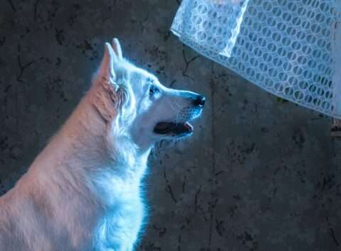 Horst Kistner Wolfsmond Fotografie Detail-1 zeigt in Nahaufnahme das Gesicht eines weißen Schäferhundes der durch das geöffneteFenster den Wolfsmond betrachtet.