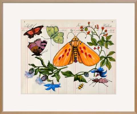 Das Original auf altem Kontopapier um 1900 von Thomas Gatzemeier Kornblumenfalter gibt es bei uns auch mit einem Holzrahmen und Museumsglas. Die Naturdarstellungen des Künstlers erinnern an Sybilla Merian.