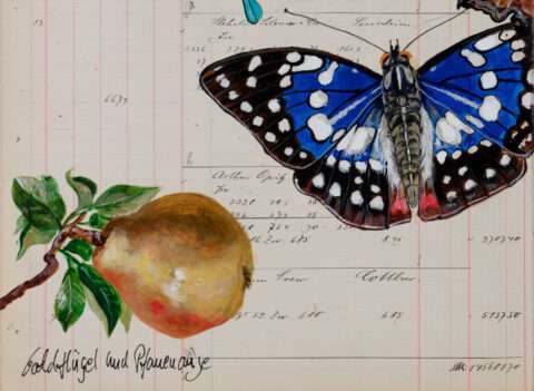 Das Detail 4 des Originals von Thomas Gatzemeier Goldflügel und Pfauenauge zeigt einen blauen Schmetterling und den vom Künstler hinzugefügten Originaltitel des Blattes.