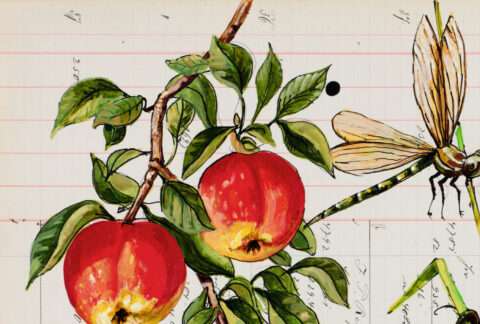 Das Detail der Arbeit von Thomas Gatzemeier mit dem Titel Herbst mit Libellen stammt aus dem Original und zeigt die auf dem Blatt realistisch gemalten Äpfel.