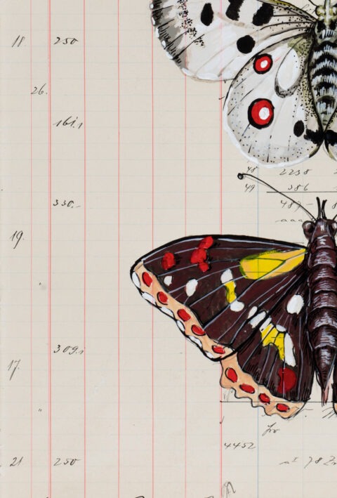 Detail eines rot-braunen Schmetterlings mit gelben und weißen Flecken aus der Grafik „Insecta Poetica 2 Edition“ von Thomas Gatzemeier auf historischem Buchhaltungsblatt.
