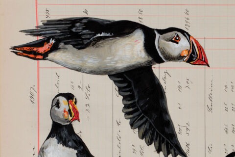 Detailaufnahme eines fliegenden Papageitauchers auf historischem Kontobuchpapier. Der schwarz-weiße Vogel mit orangefarbenem Schnabel breitet die Flügel aus, während die feinen Linien und Zahlen des alten Buchhaltungsblattes sichtbar bleiben.