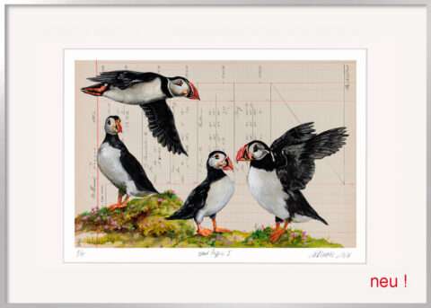 Großformatige Papageitaucher Grafik Island Puffins I von Thomas Gatzemeier im Aluminiumrahmen mit Passepartout.