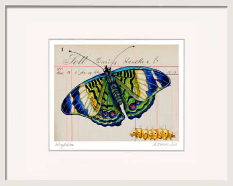 Handkolorierter Schmetterling Gelbgrünblau von Thomas Gatzemeier im weißen Rahmen mit Passepartout. Blau-grüne Falterdarstellung auf historischem Papier.